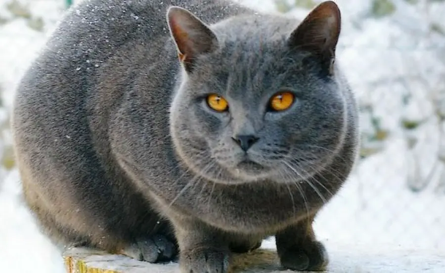 Gatti, l’antidoto perfetto contro la solitudine