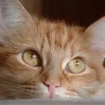 Come evitare che il gatto faccia i suoi bisogni in giardino e non nella lettiera