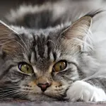 Gatti e cani possono “scientificamente” amare!