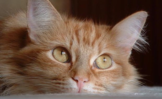 Come evitare che il gatto faccia i suoi bisogni in giardino e non nella lettiera