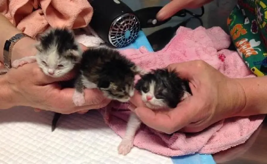 Gattini nel cassonetto dell'umido: triste scoperta in Sardegna