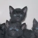 Gattini salvati da un incendio a Milano