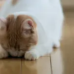 Gatti e parquet, come fare?