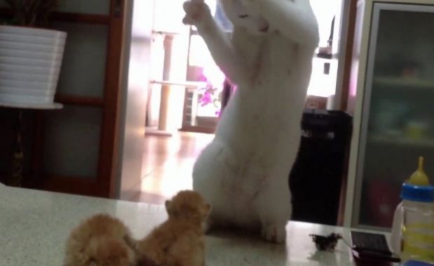 Gattini lottatori: la madre interviene e li punisce! [VIDEO]