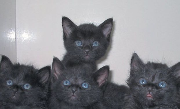 Gattini salvati da un incendio a Milano