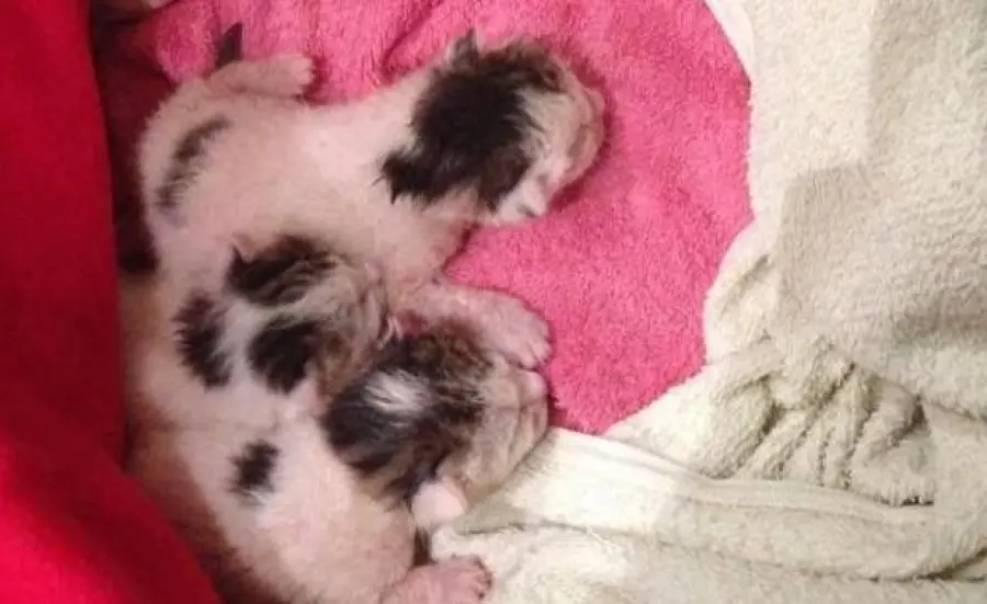 Salva quattro gattini trovati in un cassonetto