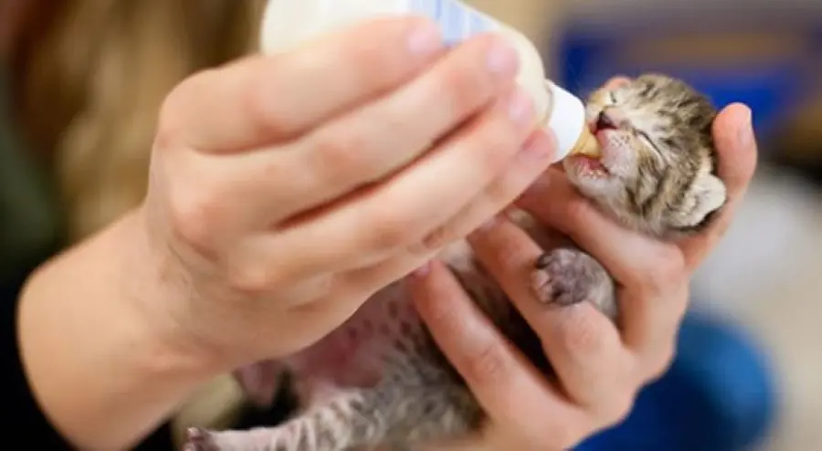 Spediscono i gattini via posta, fortunatamente riescono a sopravvivere! 