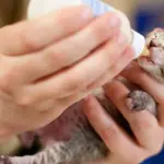 Spediscono i gattini via posta, fortunatamente riescono a sopravvivere! 