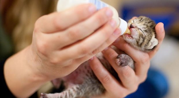 Spediscono i gattini via posta, fortunatamente riescono a sopravvivere! 