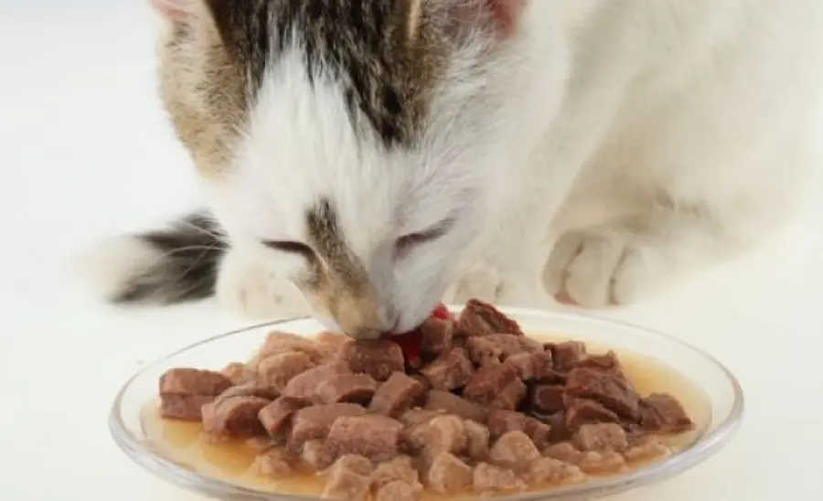 Ciotola per gatti che si comanda a distanza!