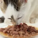 Ciotola per gatti che si comanda a distanza!