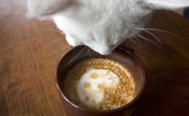 Bar per gatti apre a Manhattan