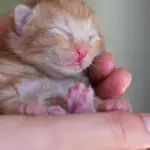 Mamma gatta mette al mondo i primi micetti! [VIDEO]