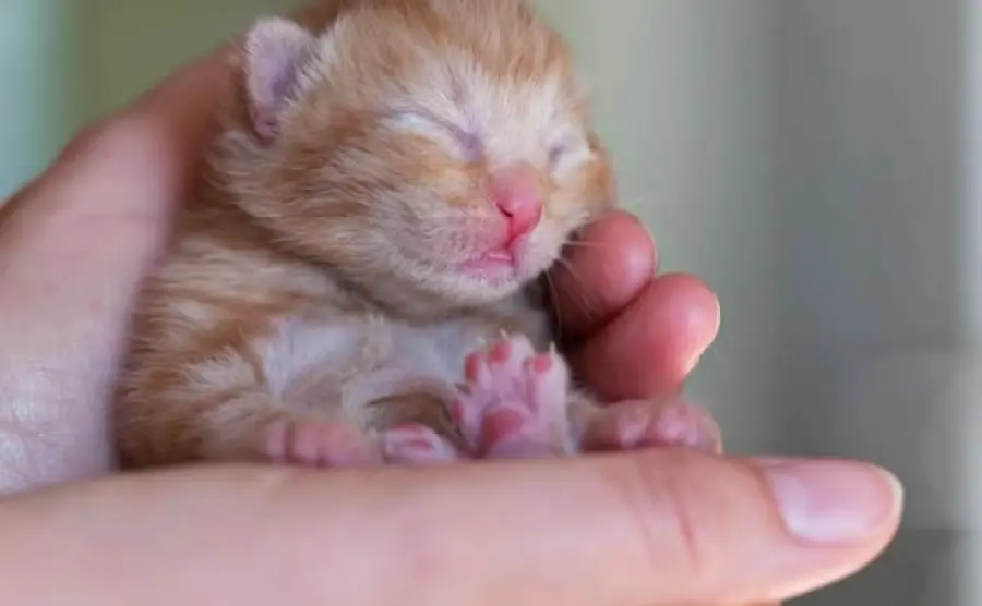 Mamma gatta mette al mondo i primi micetti! [VIDEO]