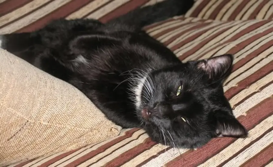 La storia di Macchia, la gatta disabile [VIDEO]