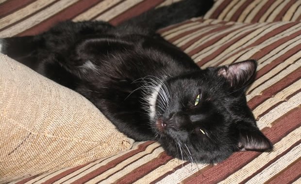 La storia di Macchia, la gatta disabile [VIDEO]