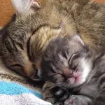 Mamma gatta felice e premurosa coccola i propri 5 mici! [VIDEO]