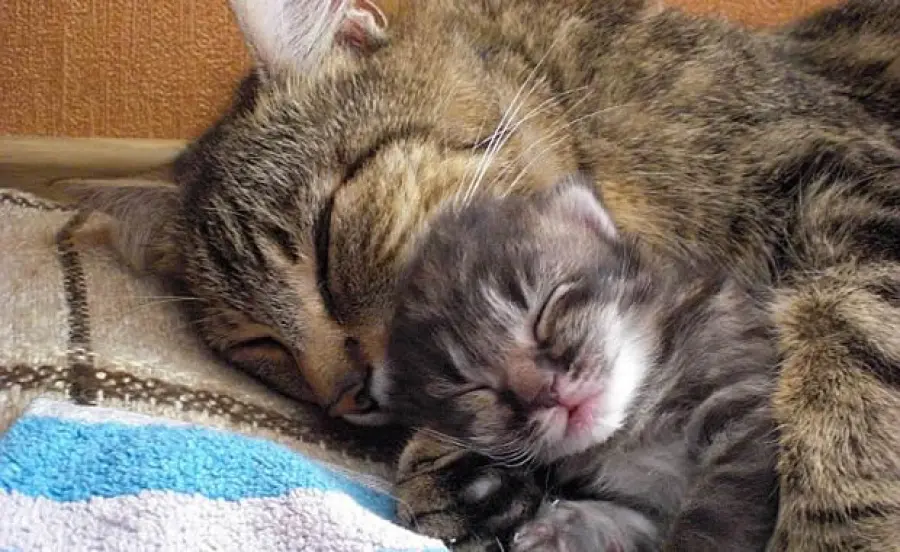 Mamma gatta felice e premurosa coccola i propri 5 mici! [VIDEO]