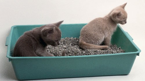 Il gatto: quell'animale domestico con la fissa per la pulizia