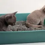 Il gatto: quell'animale domestico con la fissa per la pulizia