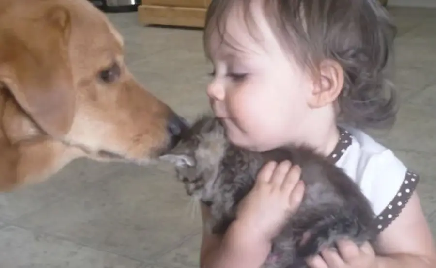 Primo incontro tra una bambina e un gattino! [VIDEO]