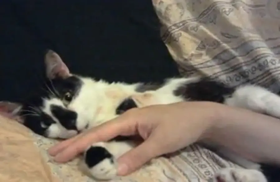 Marcellino: La storia del gatto con due zampe [VIDEO]