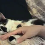 Marcellino: La storia del gatto con due zampe [VIDEO]