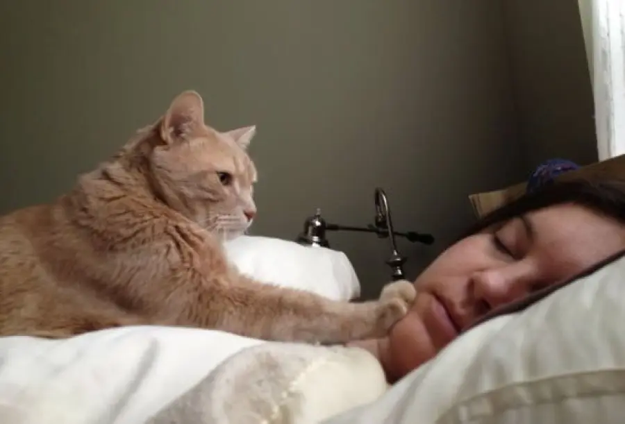 Farsi svegliare dal gatto, cosa chiedete di più! [VIDEO]