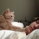Farsi svegliare dal gatto, cosa chiedete di più! [VIDEO]
