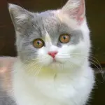 Due cose che non sapete sulla bocca del gatto