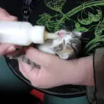 Due gattini salvati dalla spazzatura [FOTO]