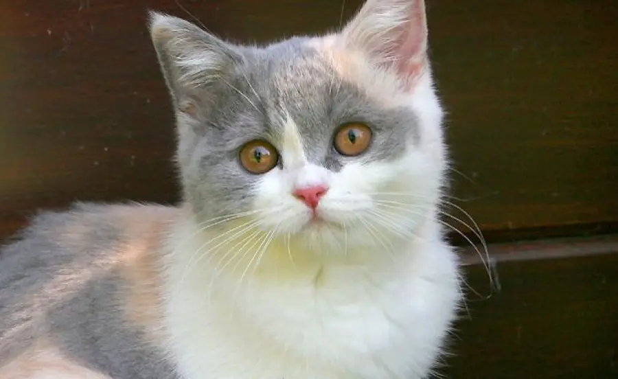 Due cose che non sapete sulla bocca del gatto