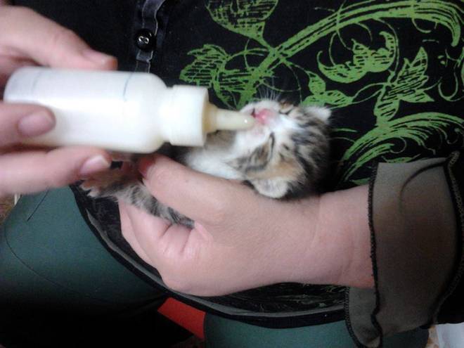 Due gattini salvati dalla spazzatura [FOTO]