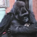 Koko, la gorilla che ama i gattini [VIDEO]