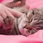 Carezzare il gatto: ecco i migliori punti (e quelli da evitare!)