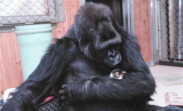 Koko, la gorilla che ama i gattini [VIDEO]