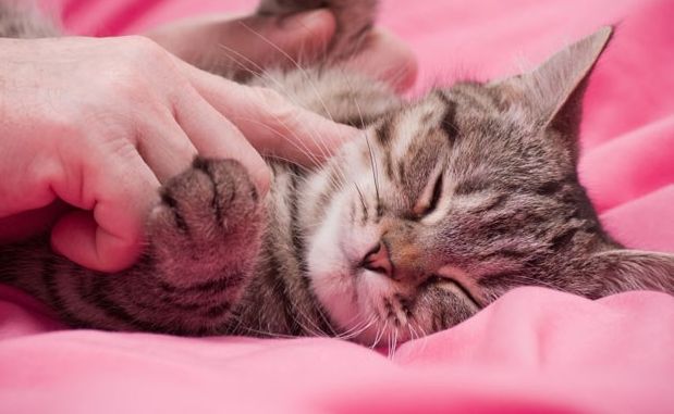 Carezzare il gatto: ecco i migliori punti (e quelli da evitare!)