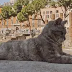 Romeo, gatto investito e ignorato dai passanti per 10 ore