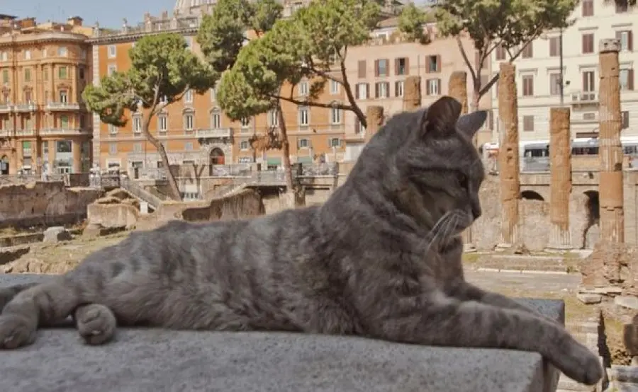 Romeo, gatto investito e ignorato dai passanti per 10 ore