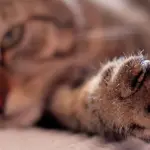 Gatti mancini: esistono, ma lo sono solamente i maschi!