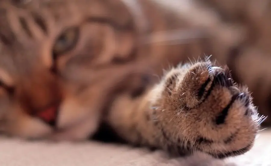 Gatti mancini: esistono, ma lo sono solamente i maschi!