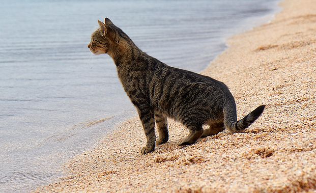 Cani e gatti in spiaggia: in Abruzzo nuova legge regionale