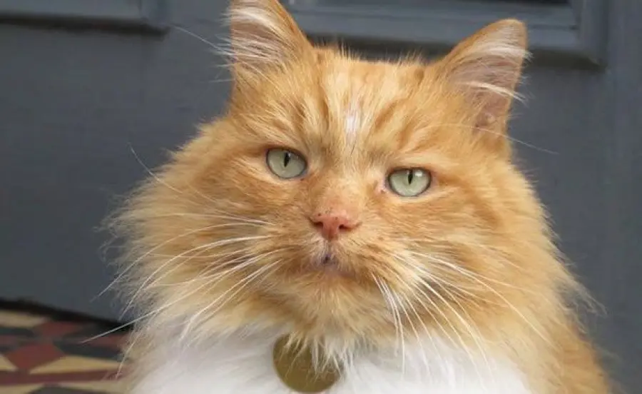 Città dedica statua a un gatto: è accaduto in Scozia!