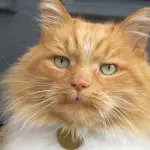 Città dedica statua a un gatto: è accaduto in Scozia!