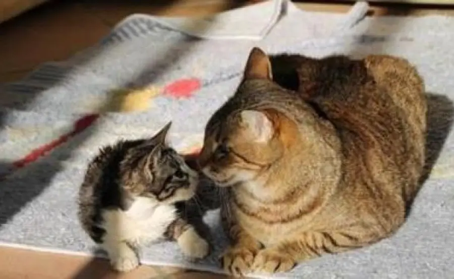 Gatto salva un altro micio: la storia incredibile di Caspian