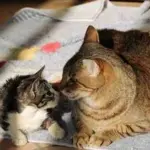 Gatto salva un altro micio: la storia incredibile di Caspian