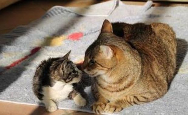 Gatto salva un altro micio: la storia incredibile di Caspian