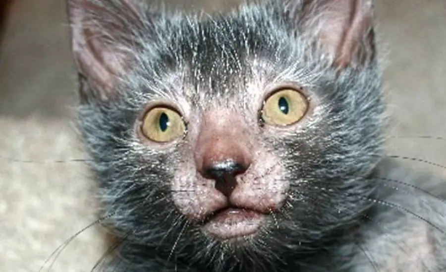 Lykoi, il gatto che sembra Wolverine!