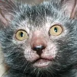 Lykoi, il gatto che sembra Wolverine!
