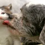 Cagnolina salva gattino in un burrone! Una storia bellissima!